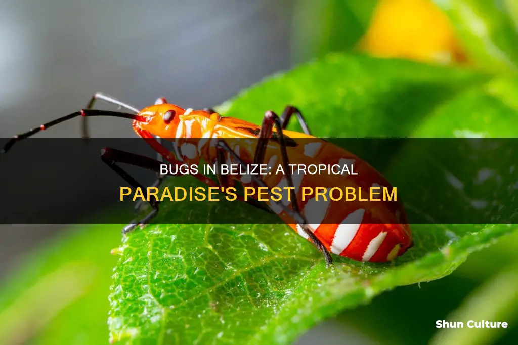 are there a lot of bugs in belize