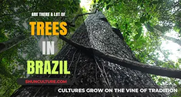 Exploring Brazil's Lush Forests: How Many Trees Thrive in the Country?