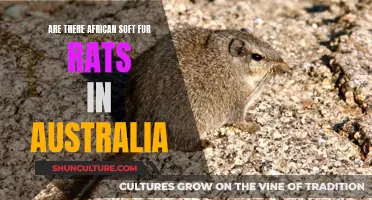African Soft Fur Rats: Are They in Australia?