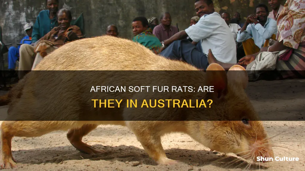 are there african soft fur rats in australia