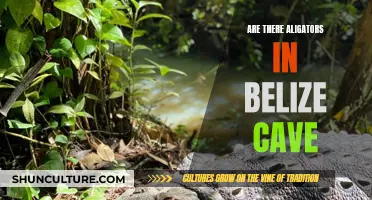 Exploring Belize's Caves: Are Alligators Lurking in the Dark?