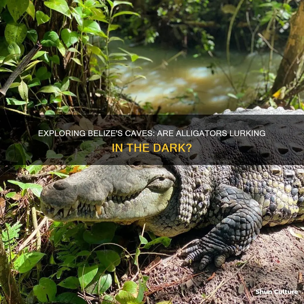 are there aligators in belize cave