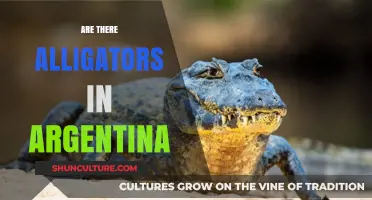 Exploring the Myth: Do Alligators Really Lurk in Argentina?