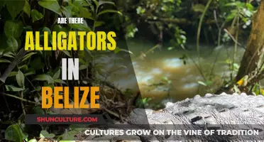 Alligators in Belize: What You Need to Know