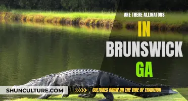 Alligators in Brunswick, GA: What to Know