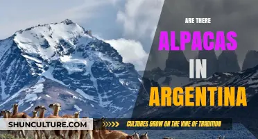 Exploring Argentina's Countryside: A Quest for Alpacas