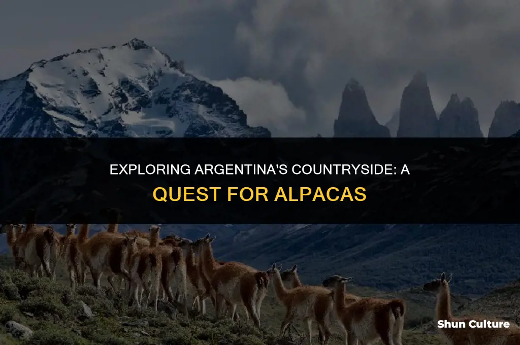 are there alpacas in argentina