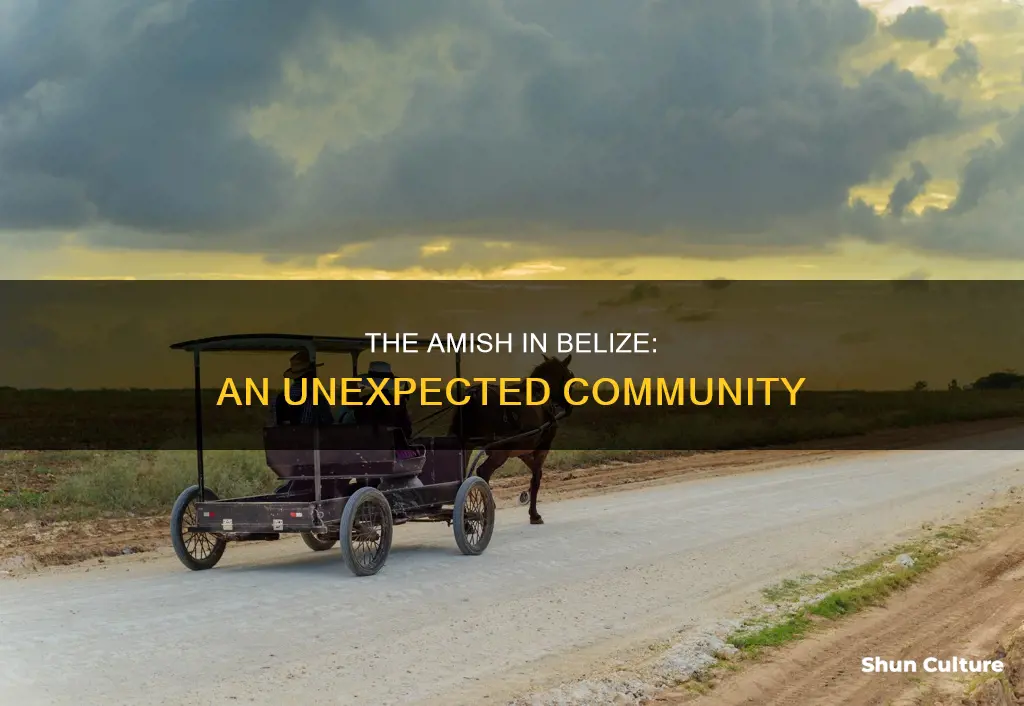 are there amish in belize