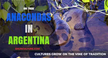 Exploring Argentina's Wilderness: Are Anacondas Part of the Local Fauna?