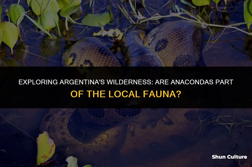 are there anacondas in argentina