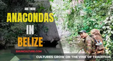 Anacondas in Belize: What's the Truth?