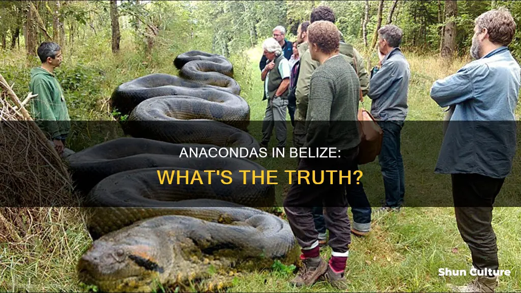 are there anacondas in belize