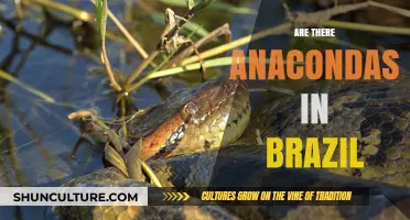 Exploring Brazil's Waters: Do Anacondas Inhabit This Diverse Ecosystem?