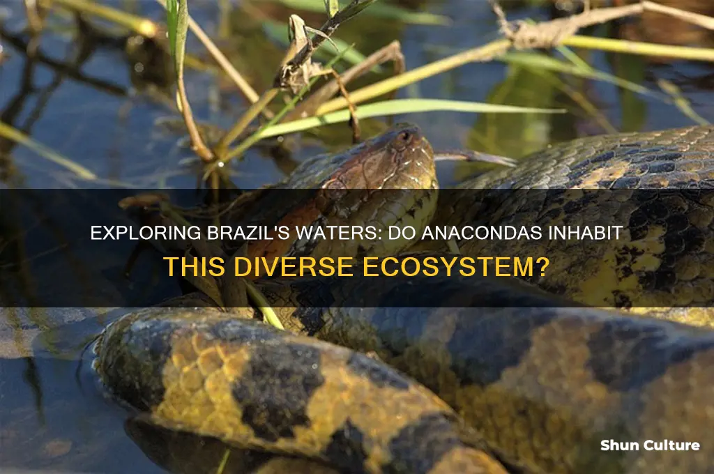are there anacondas in brazil