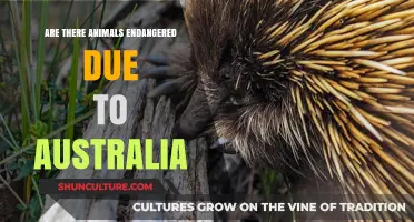 Australian Wildlife: Species on the Brink of Extinction