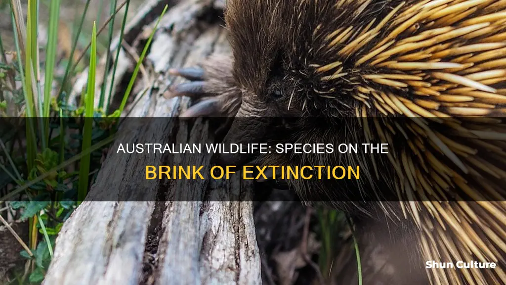 are there animals endangered due to australia