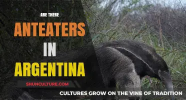 Exploring Argentina's Unique Wildlife: Are Anteaters Among Its Inhabitants?