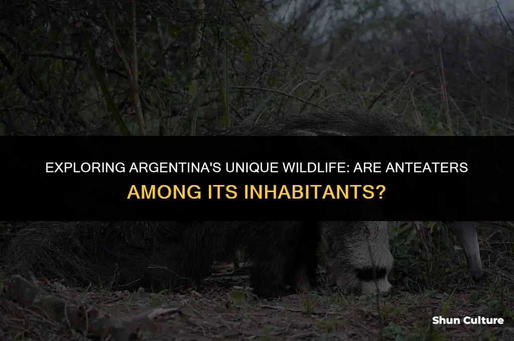 are there anteaters in argentina