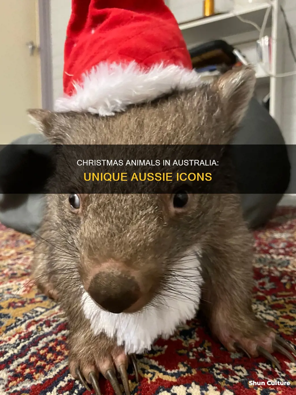 are there any animals associated with christmas in australia