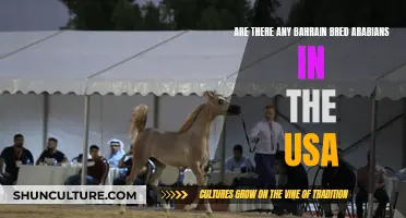 Bahrain-Bred Arabian Horses: USA's Pride and Prestige