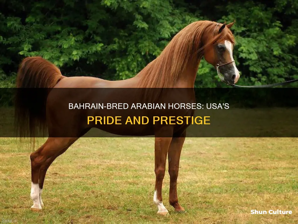 are there any bahrain bred arabians in the usa