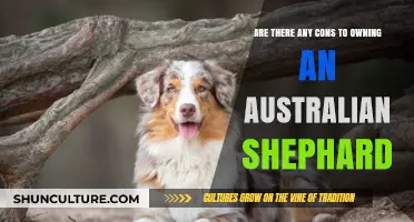 Australian Shepherds: Any Downsides to Ownership?