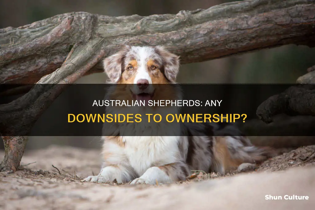 are there any cons to owning an australian shephard