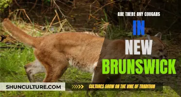 Cougars' Prowl in New Brunswick