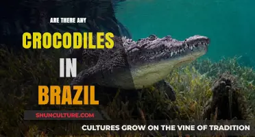 Exploring Brazil's Waters: Are Crocodiles Present in Its Ecosystems?