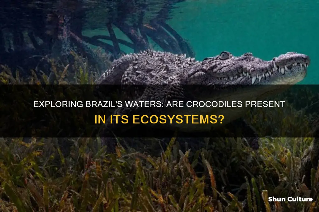 are there any crocodiles in brazil