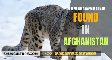 The Wild and Dangerous Creatures of Afghanistan: A Guide to Nature's Perils