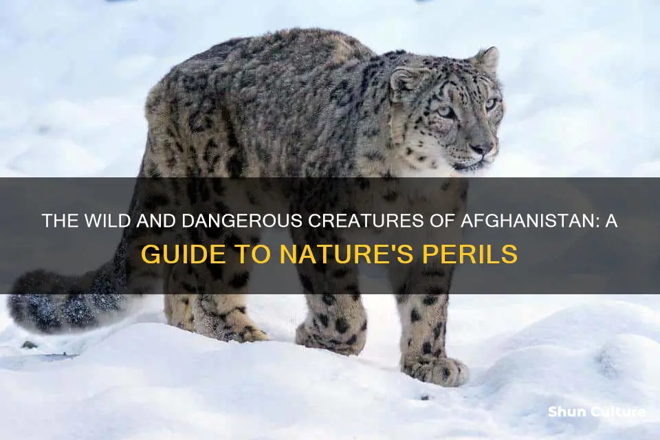 are there any dangerous animals found in afghanistan