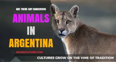 Exploring Argentina's Wildlife: A Guide to Its Most Dangerous Animals