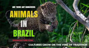 Exploring Brazil's Wildlife: Are There Dangerous Animals to Watch Out For?