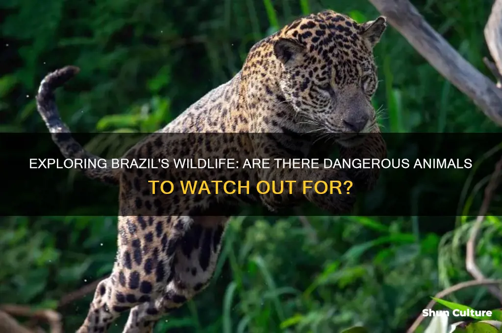 are there any dangerous animals in brazil