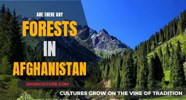 The Resilient Forests of Afghanistan: A Natural Legacy