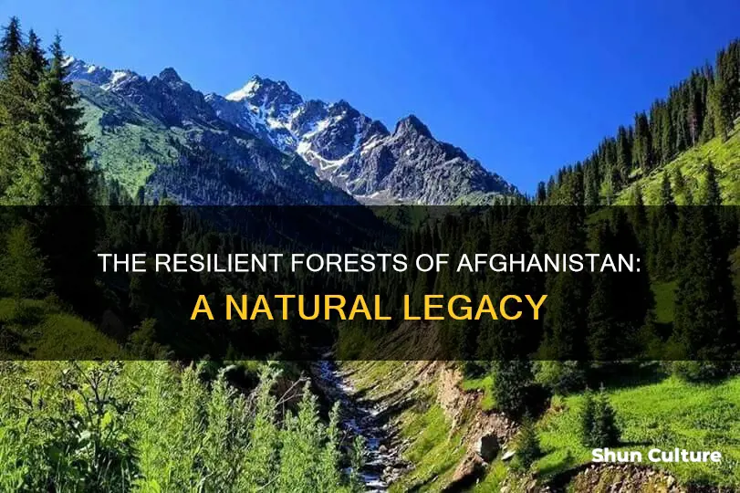 are there any forests in afghanistan