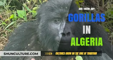 Exploring Algeria's Wildlife: Are Gorillas Part of Its Ecosystem?