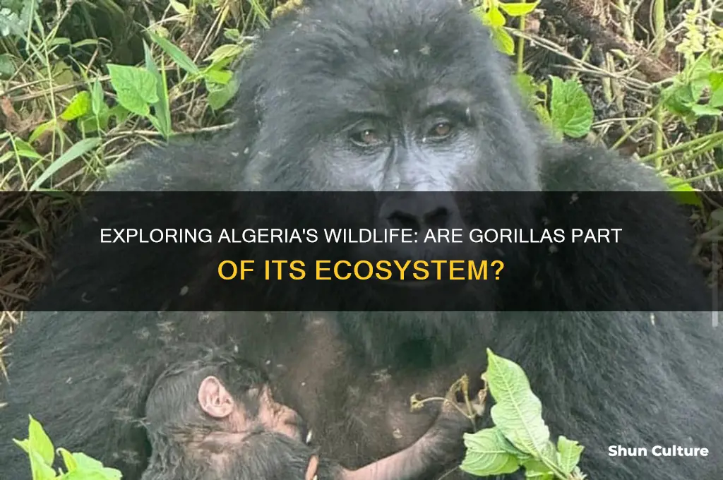 are there any gorillas in algeria