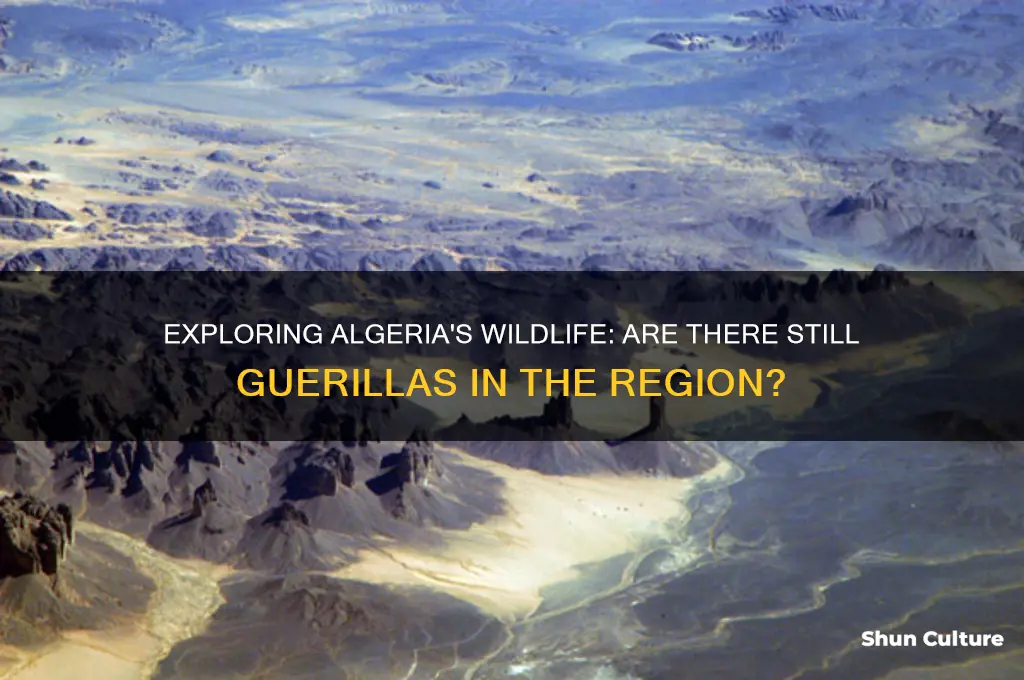 are there any guerillas in algeria