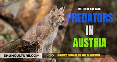 Large Predators in Austria: What You Need to Know