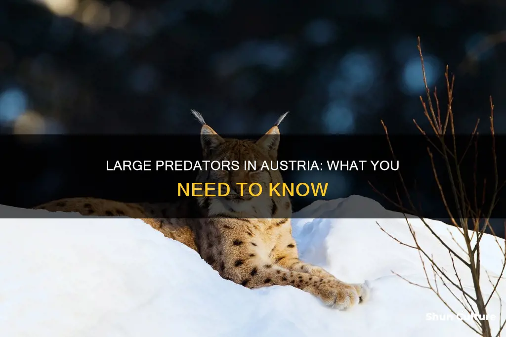 are there any large predators in austria