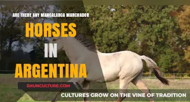 Exploring the Presence of Mangalarga Marchador Horses in Argentina