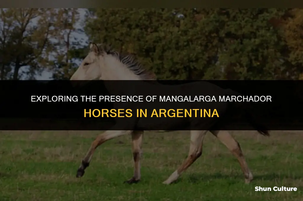 are there any mangalarga marchador horses in argentina