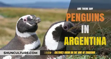 Discovering Argentina's Unique Wildlife: Are There Penguins?