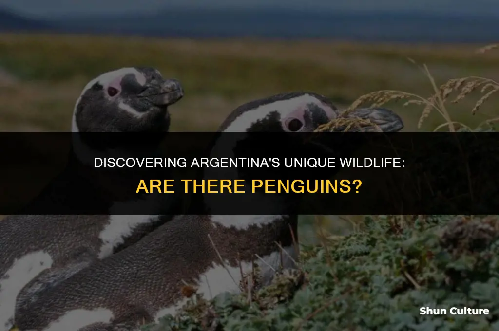are there any penguins in argentina