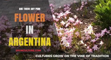 Exploring Argentina's Floral Wonders: A Quest for Pink Blossoms