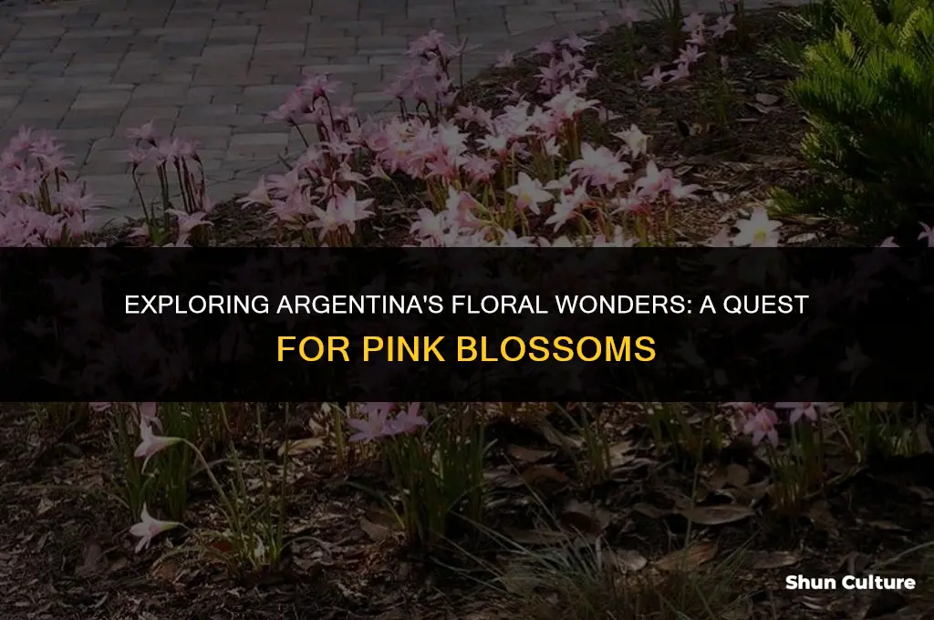 are there any pink flower in argentina