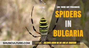 Exploring Bulgaria's Spider Scene: Poisonous or Harmless?