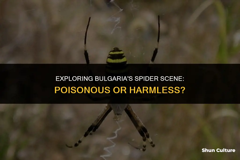 are there any poisonous spiders in bulgaria